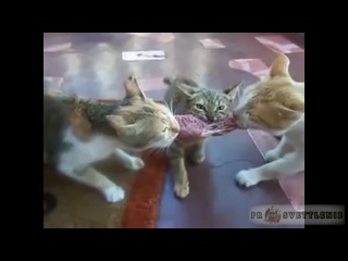 cats find out the relationship - cats fun humor rzhach frenzy