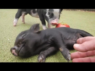 mimimishny piglets