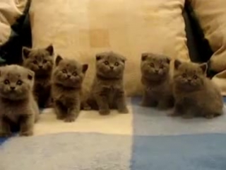 british kittens